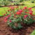 Andover Mulching by J Landscaping
